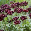 Dianthus Barbatus Sotty
